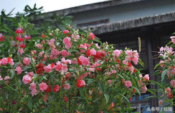 凤仙花有毒吗能养在室内吗（凤仙花基本知识科普）