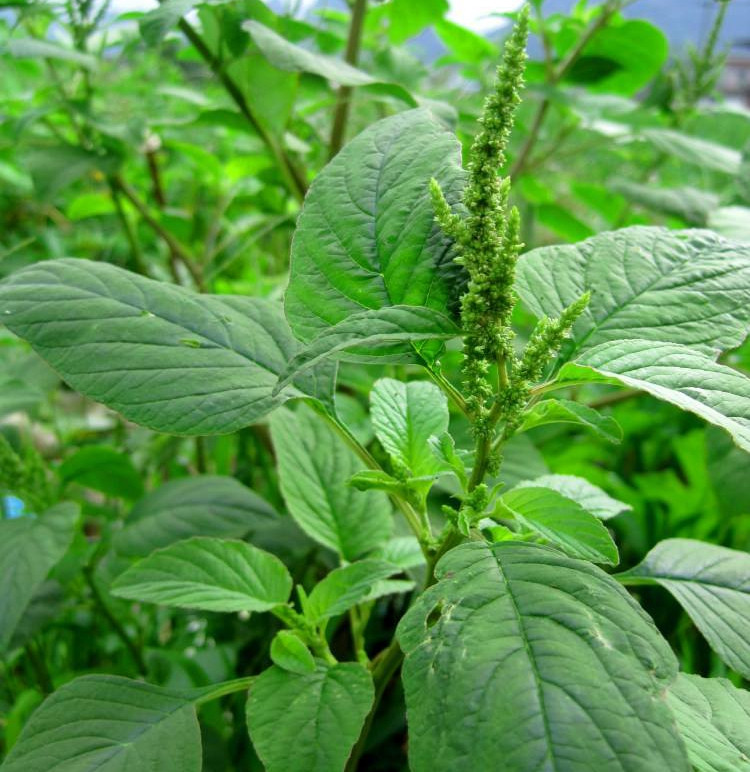 野苋菜可食用,药用有清热解毒,用于疔疮肿毒,毒蛇咬伤,蜂螫伤