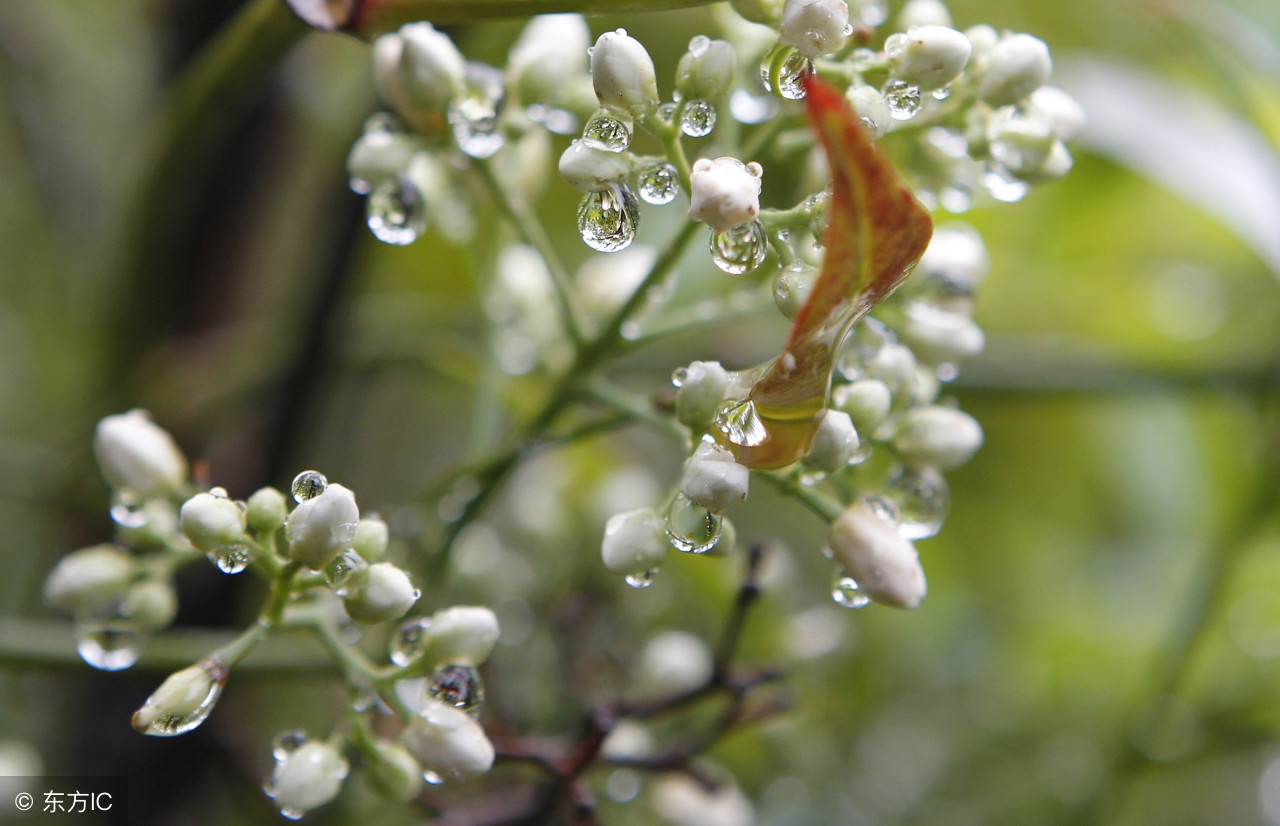 三毛《雨季不再来》经典名言20条，相逢风雨人生路