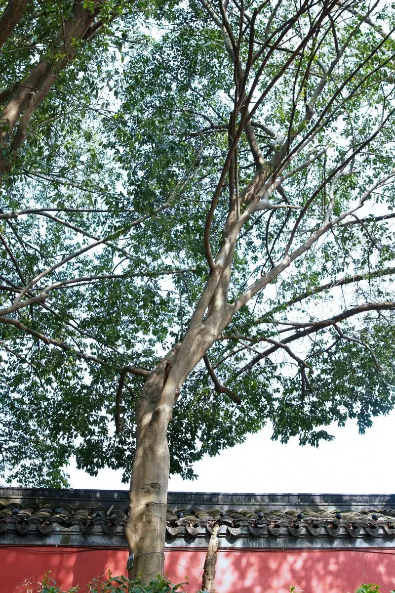 一树一故事|百年冬青,青葱不尽复年年