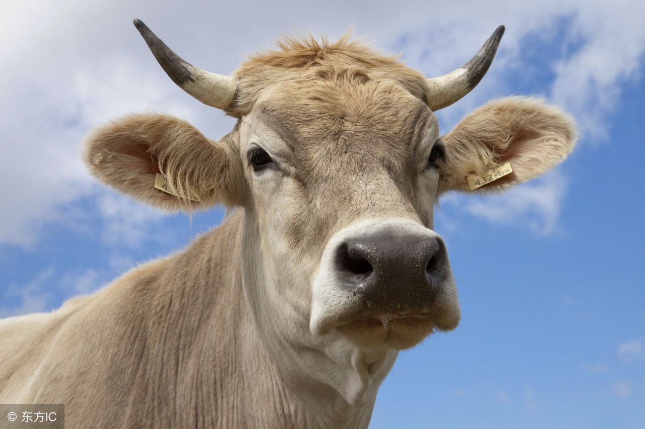 一头肉牛犊养殖报价 全国 西门塔尔牛-食品商务网