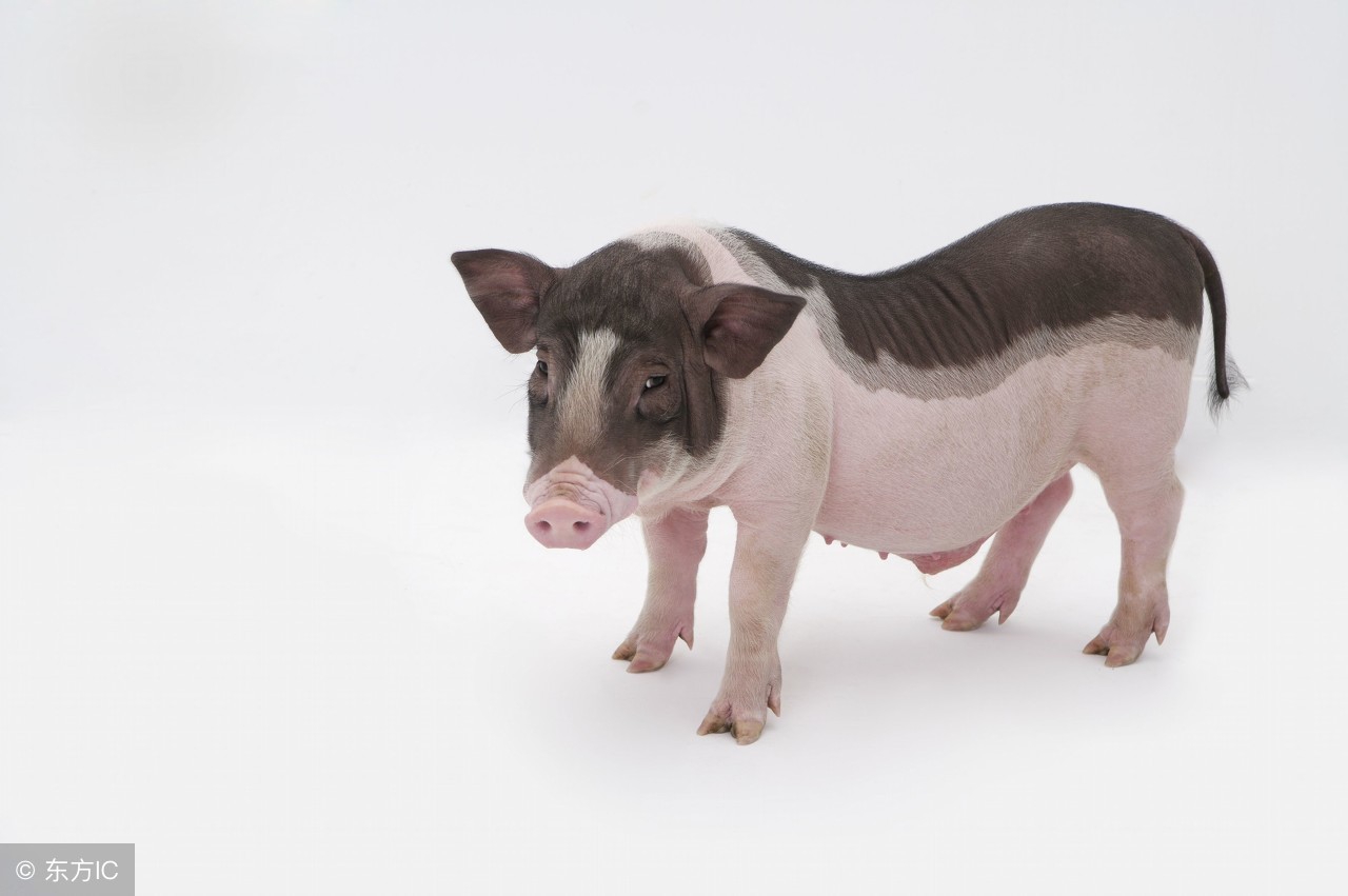 八十一 生肖赛跑子鼠,丑牛,寅虎,卯兔,辰龙,巳蛇,午马,未羊,申猴,酉鸡