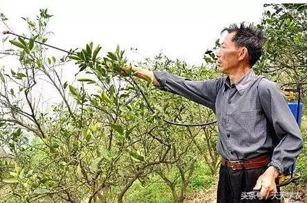用3瓶就罚了3000元？百草枯被禁之后，什么方法的除草效果更好？