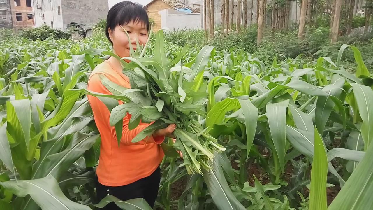 苦麦菜的功效和作用（这种苦苦的菜常吃竟有抗肿瘤的作用）