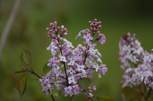 丁香花怎么养，和毛叶丁香的区别？