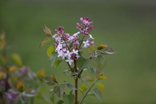 丁香花怎么养，和毛叶丁香的区别？