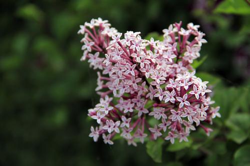 丁香花怎么养，和毛叶丁香的区别？