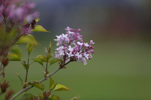 丁香花怎么养，和毛叶丁香的区别？