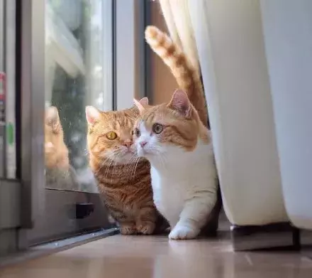 日本的短腿猫，猫中小柯基，腿超短，可爱到不行！