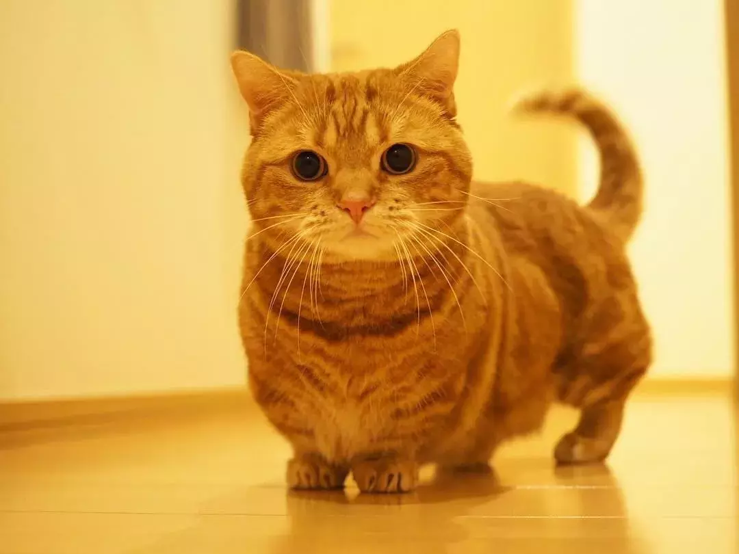 日本的短腿猫，猫中小柯基，腿超短，可爱到不行！