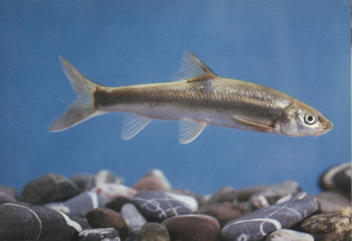 花鳗鲡花鳗鲡(学名:anguilla marmorata,英文名:marbled eel)属鳗鲡目