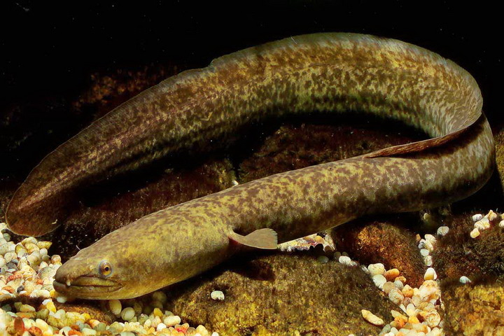 图鉴国家二级重点保护动物鱼类