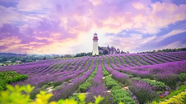 成都边上的6处紫色花海，最大的有3000多亩，即将美翻整个夏天！