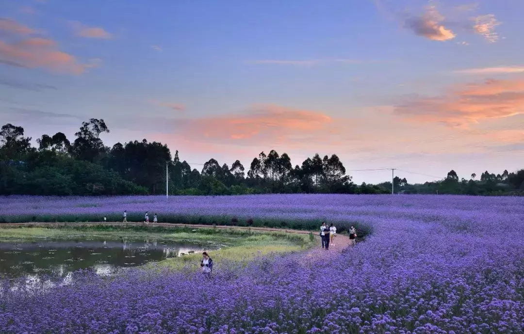 成都边上的6处紫色花海，最大的有3000多亩，即将美翻整个夏天！