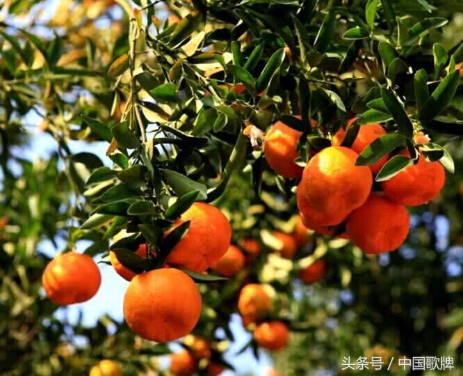 赤橙黄绿青蓝紫，盘点九首色彩绚烂的古诗词