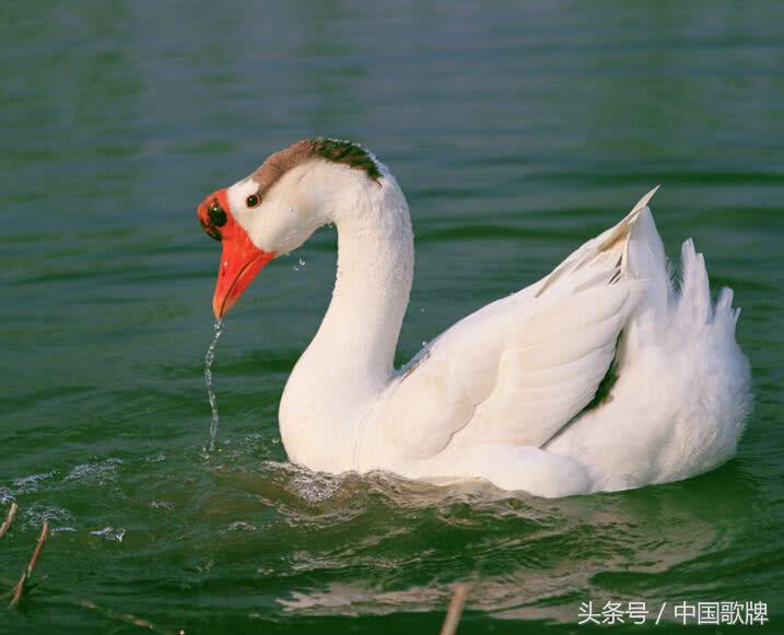 赤橙黄绿青蓝紫，盘点九首色彩绚烂的古诗词