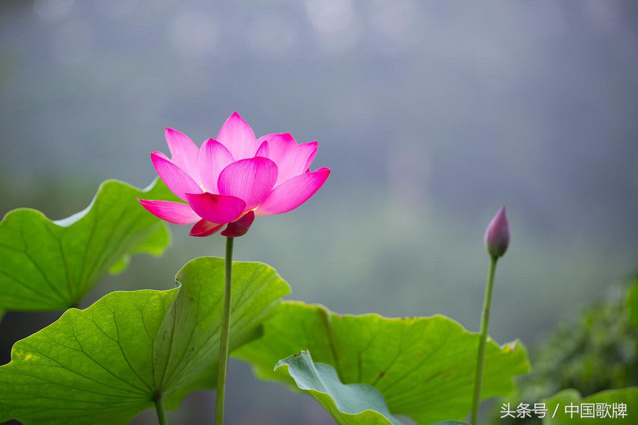 赤橙黄绿青蓝紫，盘点九首色彩绚烂的古诗词