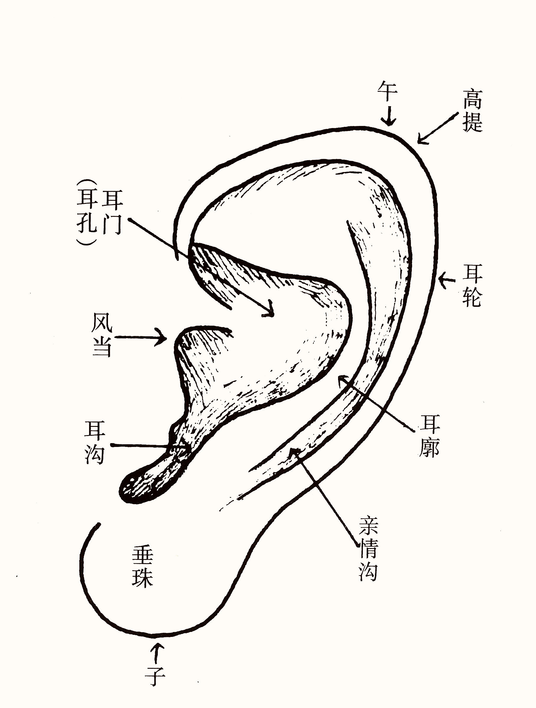 面相耳朵图解 结构图片