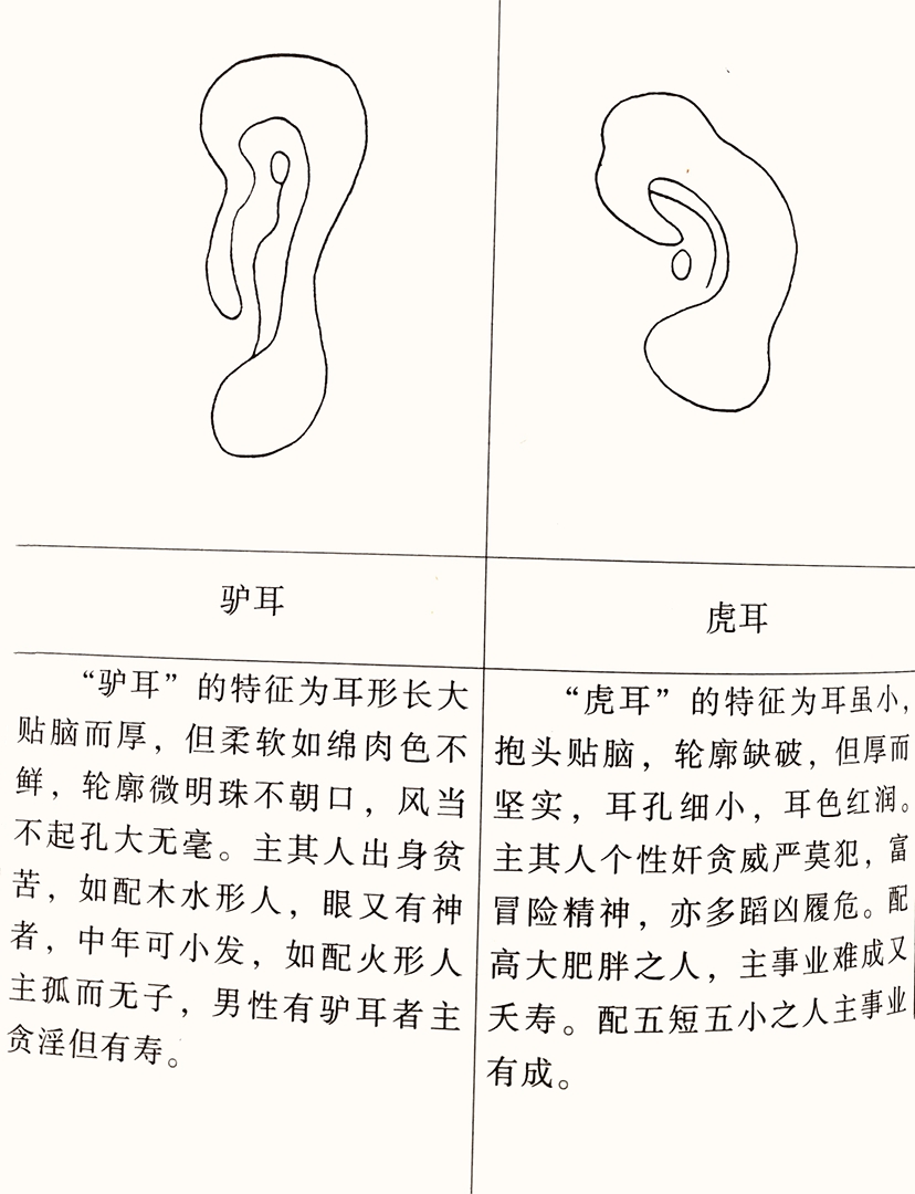 耳朵看你亲情财运如何!_达一风水网