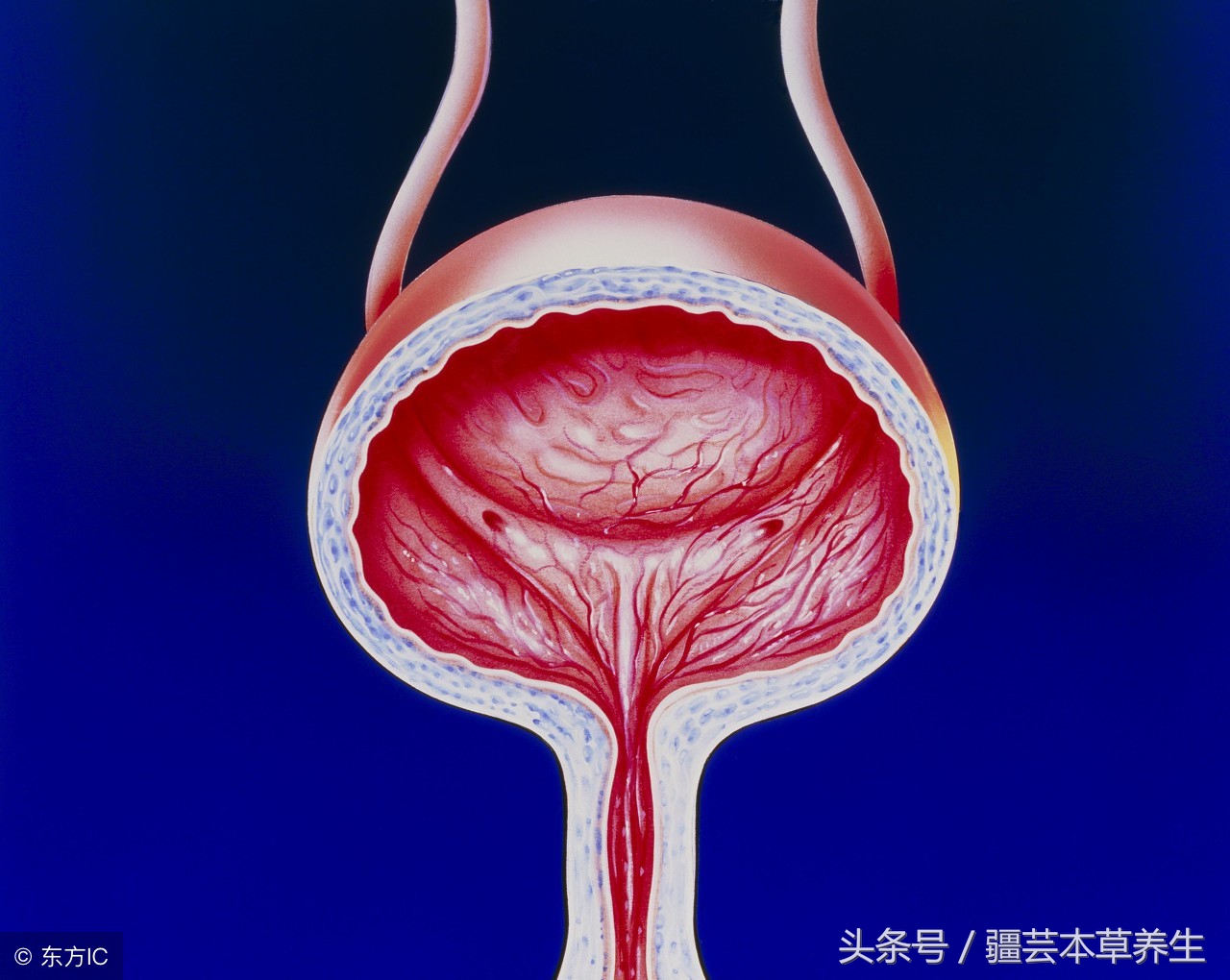 从面部看身体