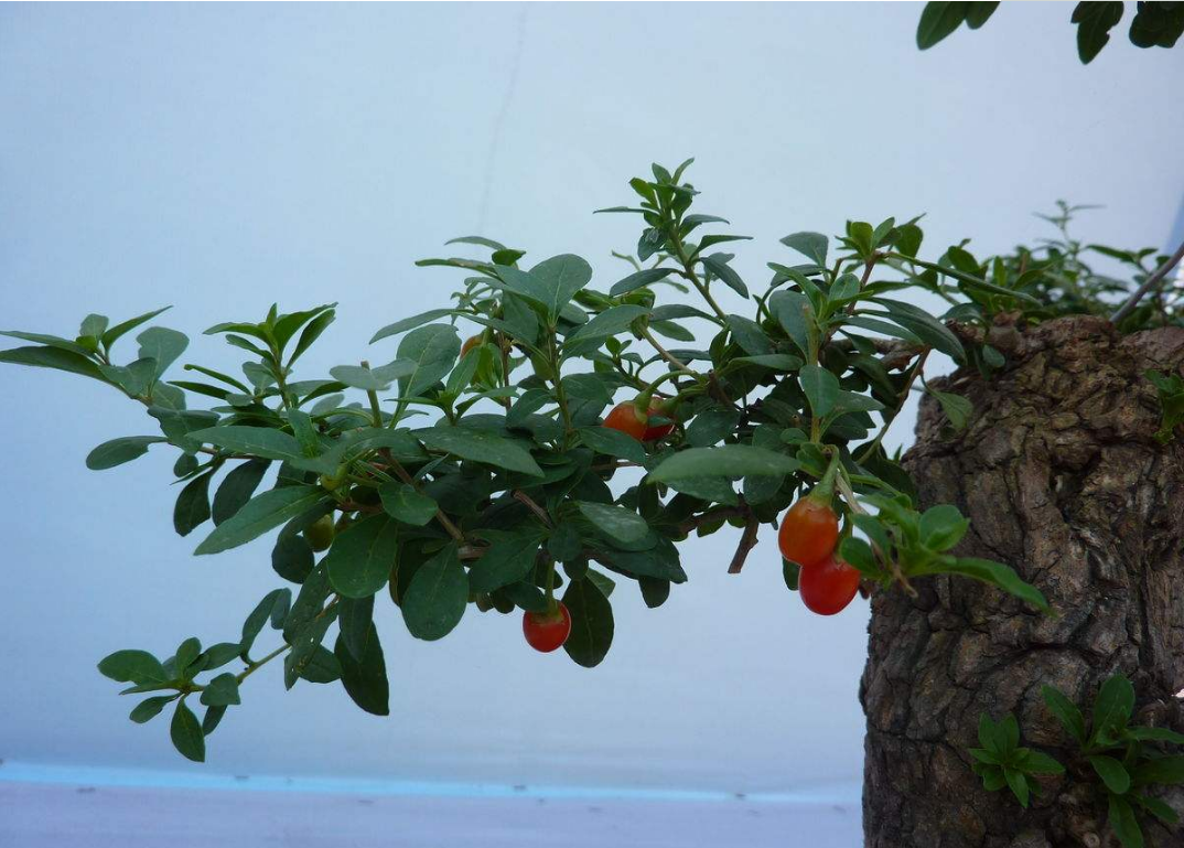 枸杞盆栽怎么养,枸杞的作用?