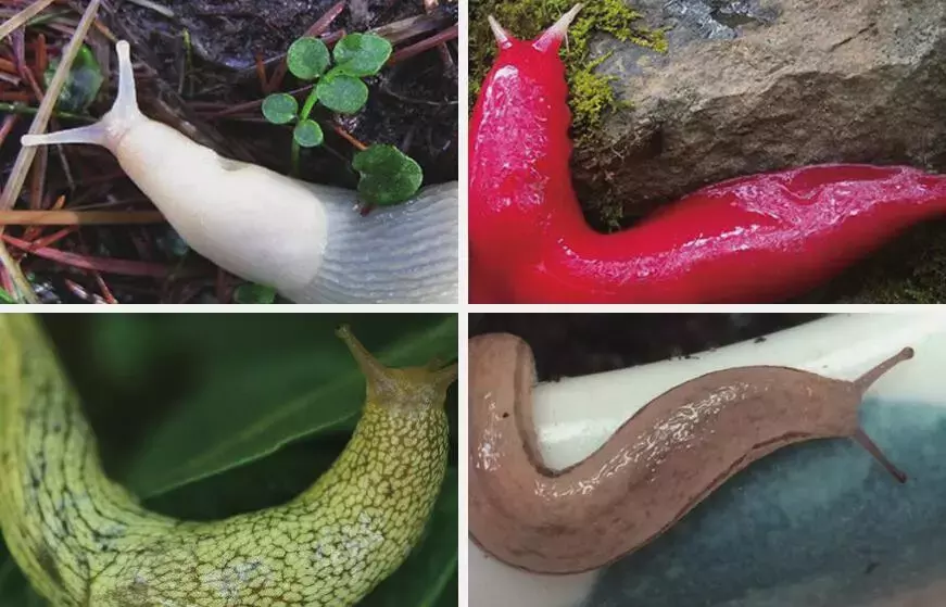 鼻涕虫图片(图文讲解鼻涕虫的真实外貌状态)