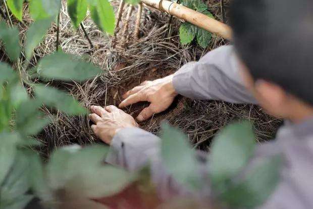 三七正值产新，光速浏览近期快讯及市场价格