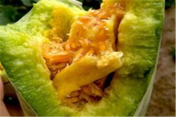 网红甜瓜羊角蜜，不仅消暑清热，还可抑制血压并预防中风