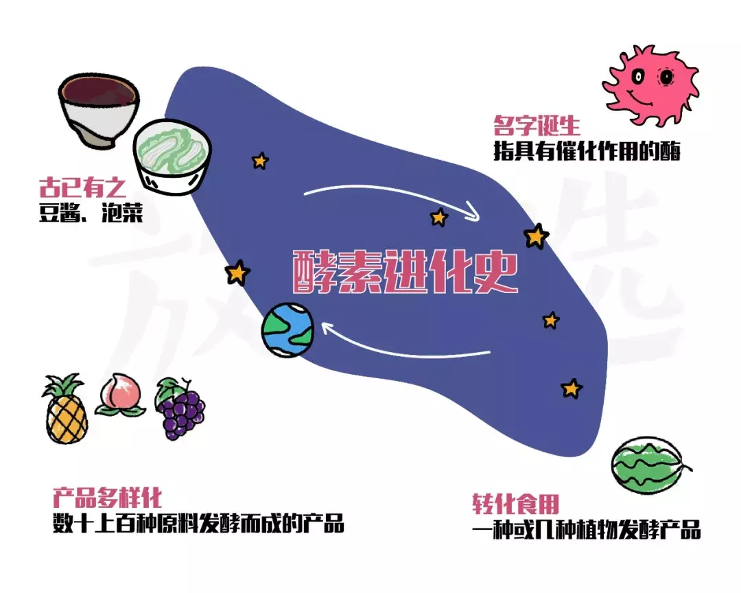 火上天的酵素到底有没有用？能减肥吗？今天给你撕个明白