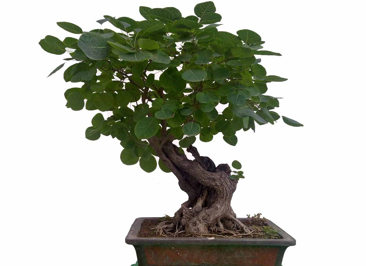 好好了解一下,盆景养护禁忌!