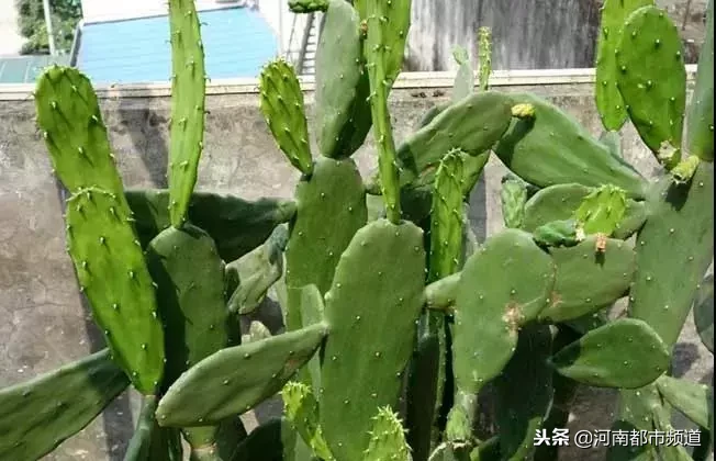 男子沉迷养生，吃冰糖仙人掌中毒！几天前，他才刚中毒过……