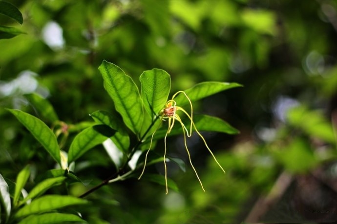 盘点农村的5大毒草,外表漂亮却致命,看见了一定要远离