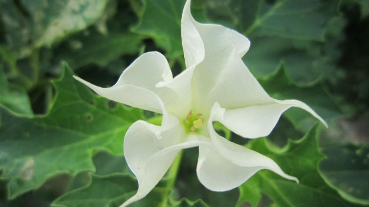 盘点农村的5大毒草,外表漂亮却致命,看见了一定要远离