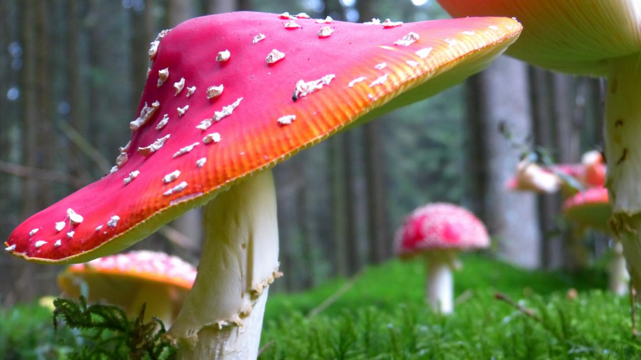 盘点农村的5大毒草,外表漂亮却致命,看见了一定要远离