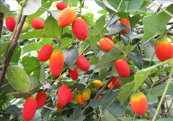 红参果功效与作用-我的快乐小窝