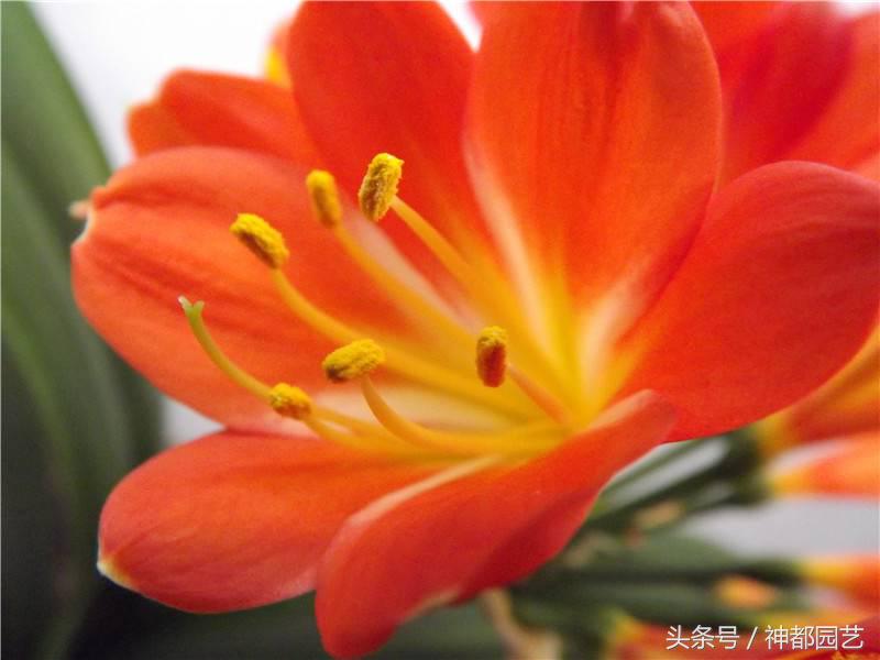 看君子兰开花，让人品味什么是君子淡雅如兰