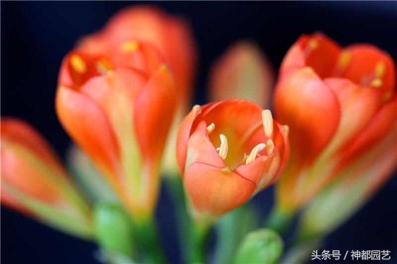 看君子兰开花，让人品味什么是君子淡雅如兰