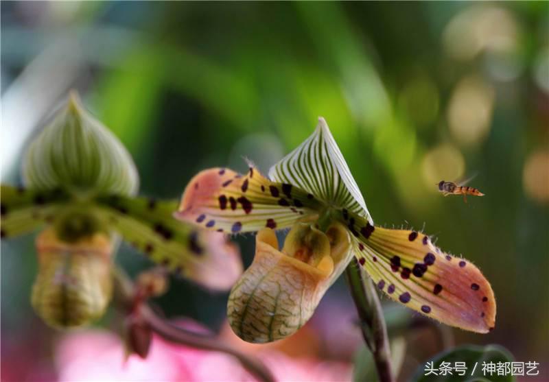 看君子兰开花，让人品味什么是君子淡雅如兰
