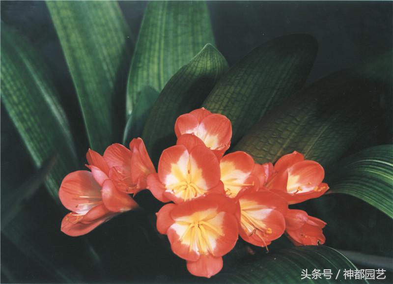 看君子兰开花，让人品味什么是君子淡雅如兰