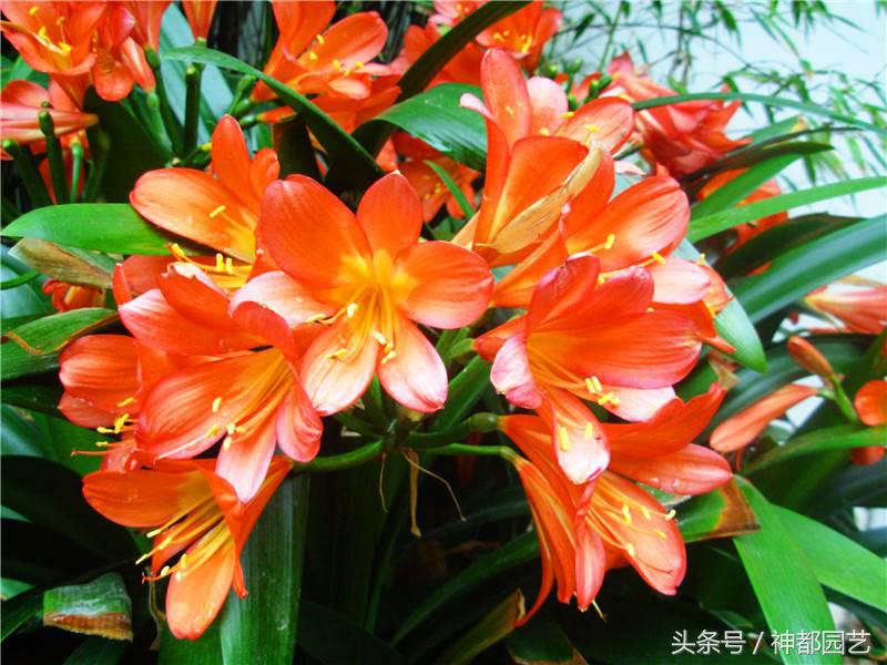 看君子兰开花，让人品味什么是君子淡雅如兰
