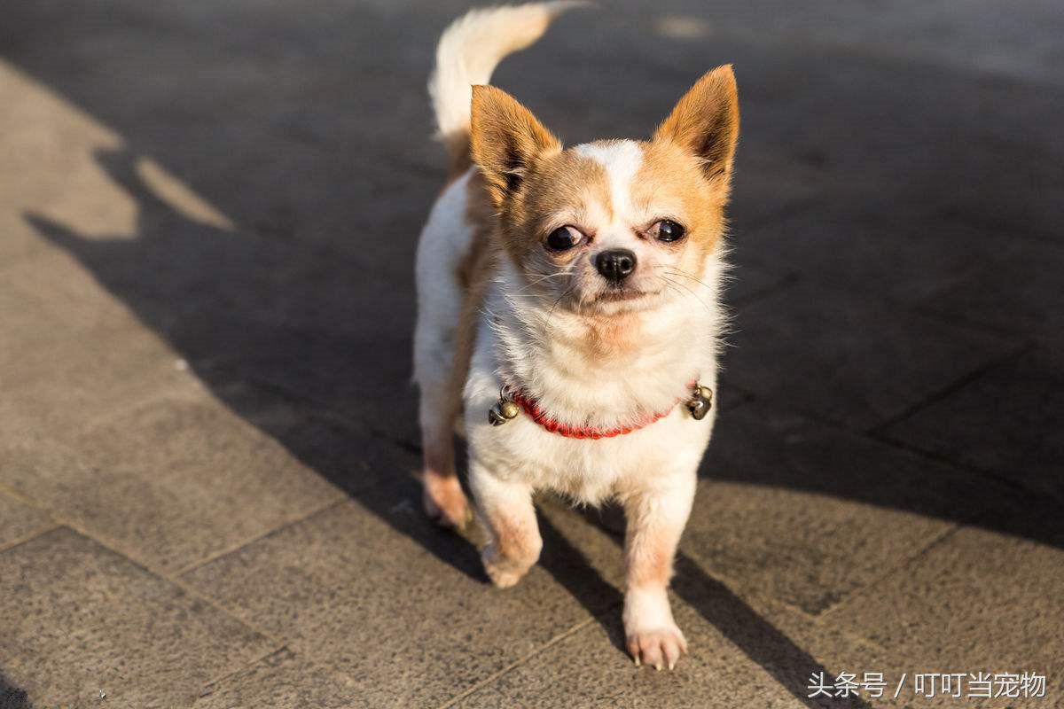 星座与血型决定你是哪种狗「双鱼座」