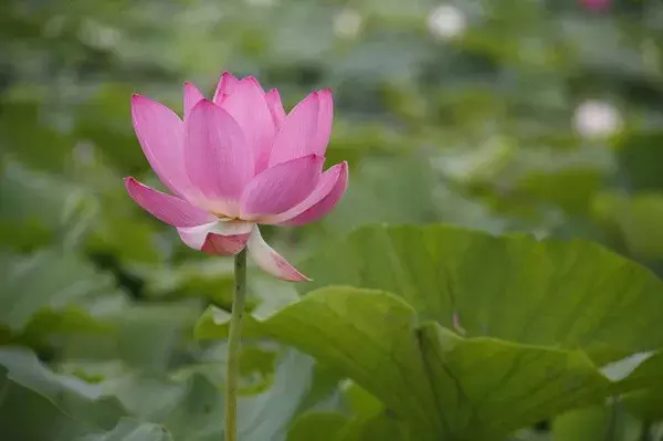 接天莲叶无穷碧，映日荷花别样红，白洋淀夏天美成这样……