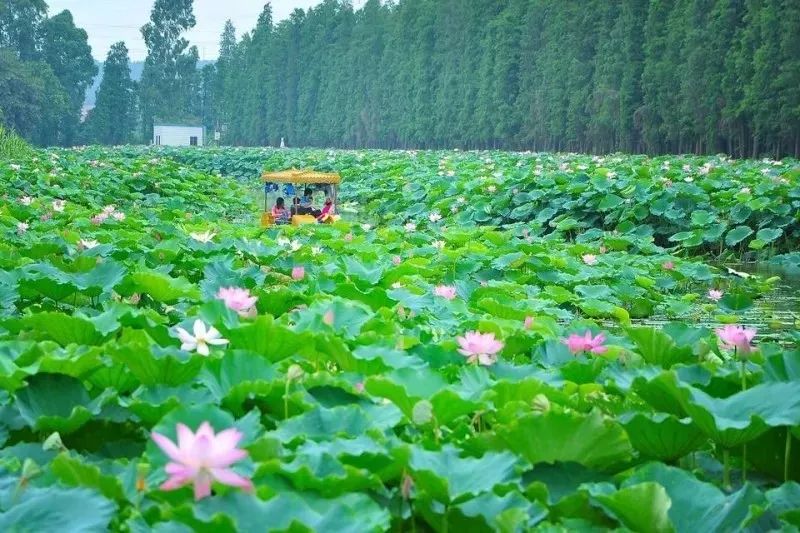 接天莲叶无穷碧，又到赏荷最佳时！快到这些地方解锁夏日消暑新方式