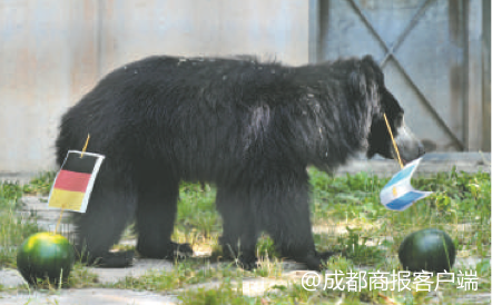 世界杯预测动物豪猪(那些世界杯赛场上的预言“神兽”)