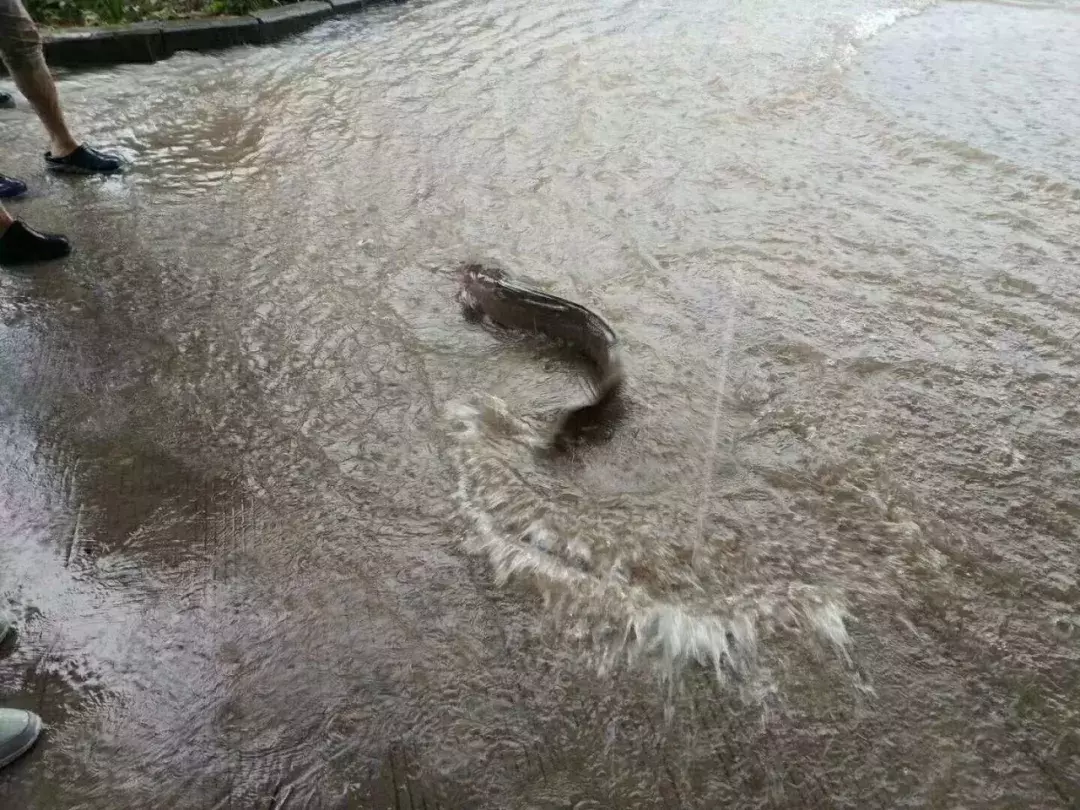 这些高校拼了！“最强”的招生广告来袭……最后一个笑岔