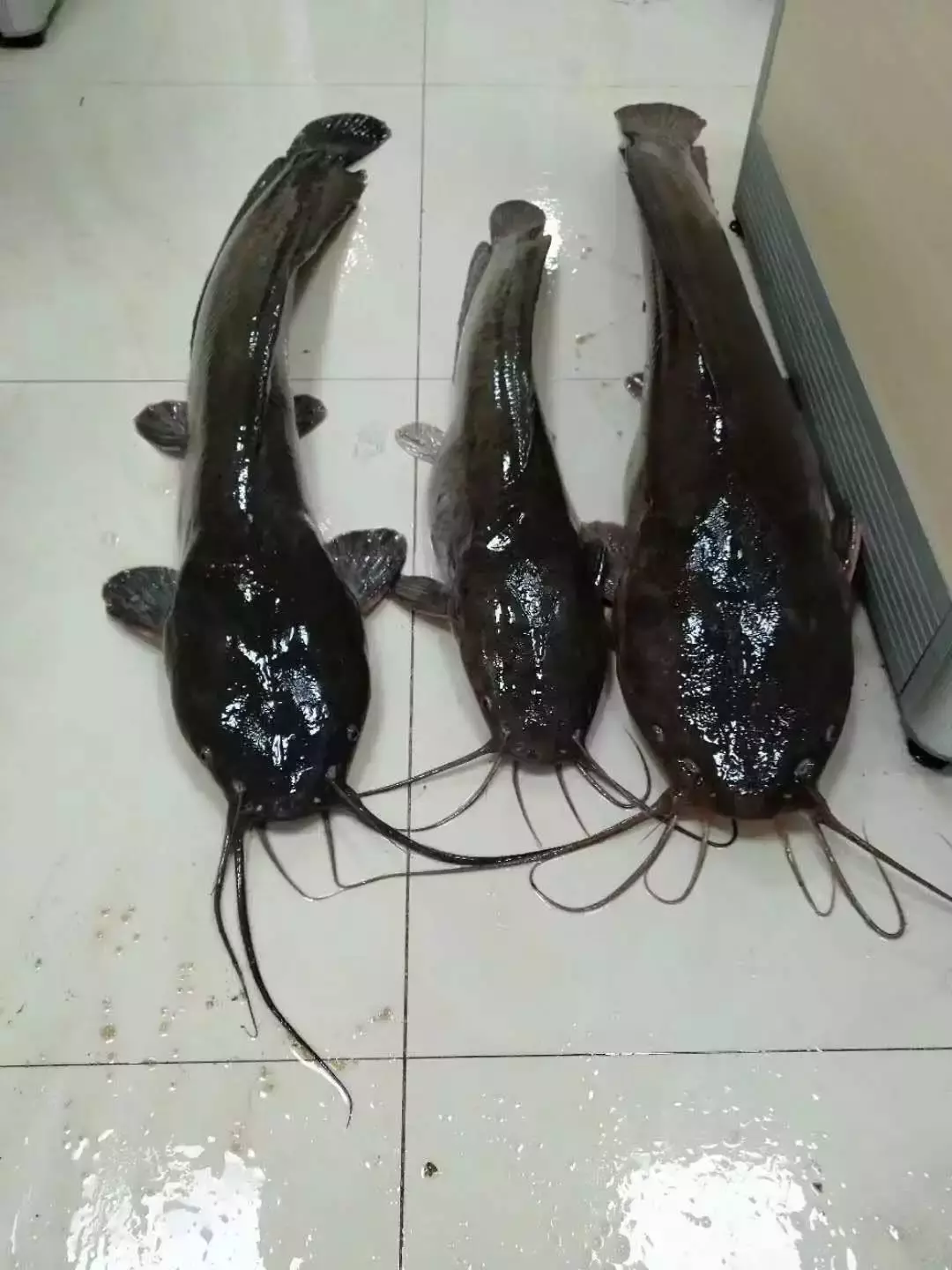 这些高校拼了！“最强”的招生广告来袭……最后一个笑岔