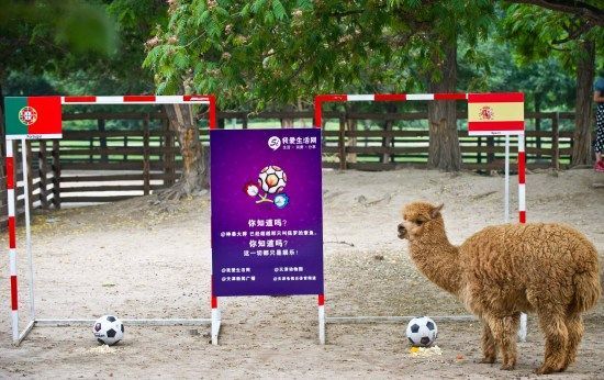 世界杯2014预言(世界杯官方“预言官”已上线，各路“大神”谁的神通更逆天？)