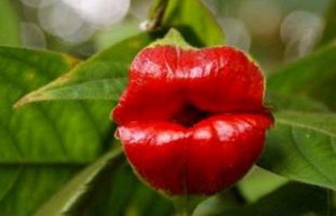 嘴唇花的图片大全（盘点18种奇葩的花草）