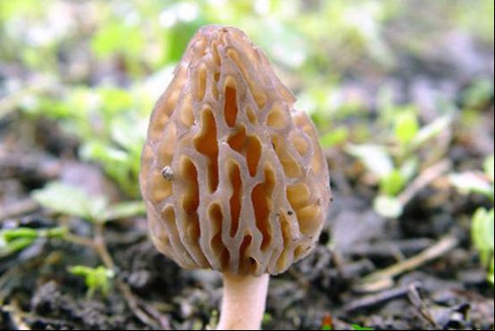 嘴唇花的图片大全（盘点18种奇葩的花草）
