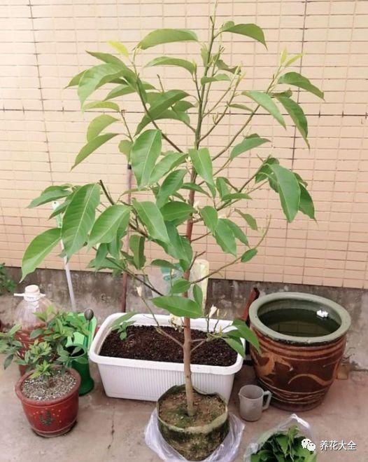 白兰花怎么养(种一棵白兰花,简单养养就开花,满屋都是香飘飘!